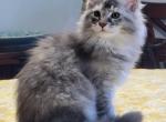 Lagertha - Maine Coon Kitten For Sale - 