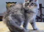 Lagertha - Maine Coon Kitten For Sale - Clayton, NC, US