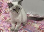 Lera - Scottish Straight Kitten For Sale - Dallas, TX, US