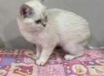 Lisa - Scottish Straight Kitten For Sale - Dallas, TX, US