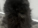 Lucky - Persian Kitten For Sale - Dallas, TX, US