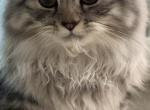 Raccoon - Norwegian Forest Cat For Sale - West New York, NJ, US