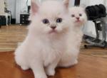 Sadie's Lilac Litter - Ragdoll Kitten For Sale - Lynchburg, VA, US