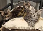 Silver Tabby & Blue Tux - Maine Coon Kitten For Sale - Winchester, TN, US