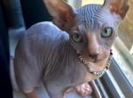 Sphinx sphynx kitty - Sphynx Kitten For Sale - Miami, FL, US