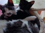 Runt and Sweetie - Domestic Kitten For Adoption - St. Cloud, MN, US