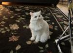 Mina - Himalayan Kitten For Sale - 