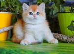 Holly - British Shorthair Kitten For Sale - 