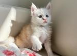 Almond - Maine Coon Kitten For Sale - 