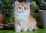 Hanna - British Shorthair Kitten For Sale - Brooklyn, NY, US