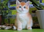 Helena - British Shorthair Kitten For Sale - Brooklyn, NY, US