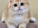 Sonya - British Shorthair Kitten For Sale - Brooklyn, NY, US