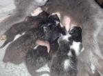 Luna's 7 kittens - Domestic Kitten For Sale - 