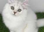 Rani - British Shorthair Kitten For Sale - 