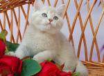 Husha - British Shorthair Kitten For Sale - Brooklyn, NY, US