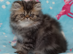 Brown Tabbies - Persian Kitten For Sale - Punta Gorda, FL, US