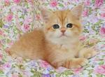 Caramelka - British Shorthair Kitten For Sale - Brooklyn, NY, US