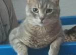 Beatrix - Domestic Cat For Adoption - Denver, CO, US