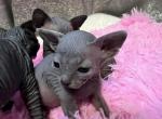 Bella - Sphynx Kitten For Sale - Needham, MA, US