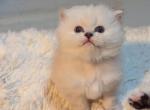 CFA Registered Female Blue Point Himalayan - Himalayan Kitten For Sale - Perry, FL, US