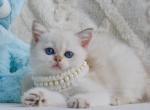 Oceana - British Shorthair Kitten For Sale - Brooklyn, NY, US