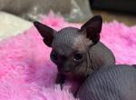 Luna - Sphynx Kitten For Sale - Needham, MA, US