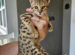 Golden girl F5 - Savannah Kitten For Sale - Lakeland, FL, US