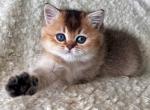 Maksik - British Shorthair Kitten For Sale - Brooklyn, NY, US