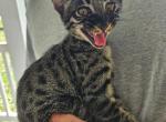 Mr Green F6 - Savannah Kitten For Sale - Lakeland, FL, US