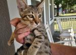 Mr Blue F6 - Savannah Kitten For Sale - Lakeland, FL, US