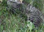 Lightning - Domestic Cat For Sale - North Branch, MN, US