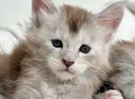 Ash - Maine Coon Kitten For Sale - 