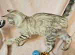 Snow Mink Clouded Female Mint Green Collar - Bengal Kitten For Sale - Bradner, OH, US