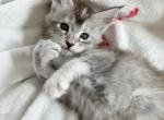 Zvezda - Maine Coon Kitten For Sale - Brooklyn, NY, US