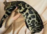 Sienna Brown Rosetted Female Orange Collar - Bengal Kitten For Sale - 