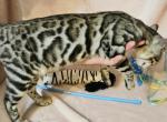 Artemis Silver Sepia Female Gray Collar - Bengal Kitten For Sale - 