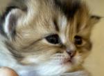 Scottish fold kittens - Scottish Fold Kitten For Sale - 