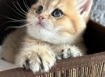 Liter S - British Shorthair Kitten For Sale - 