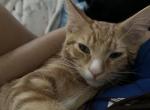 Milo - Domestic Kitten For Adoption - Saginaw, TX, US