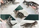 Silver rosetted female Rai - Bengal Kitten For Sale - 