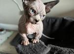 Female bambino - Sphynx Kitten For Sale - 