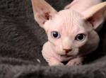 Male bambino - Bambino Kitten For Sale - 