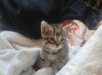 Slinky - Domestic Kitten For Adoption - York, PA, US