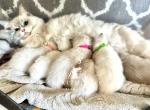 Princess Diana Litter - Ragdoll Kitten For Sale - FL, US