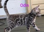 Odin - Bengal Kitten For Sale - Norwalk, OH, US