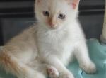 Boo - Siamese Kitten For Sale - 