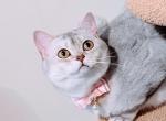 Princess Pearl - Scottish Straight Cat For Sale - 