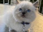 BO&Blue's RagDolls - Ragdoll Kitten For Sale - 