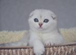 Scottish Fold Silver Calvin - Scottish Fold Kitten For Sale - 