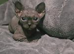 Last Male sphynx kitten - Sphynx Kitten For Sale - Southaven, MS, US